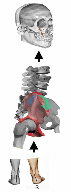 Figure 4. Ascending Foot Ã¢â‚¬â€œ Cranial Model