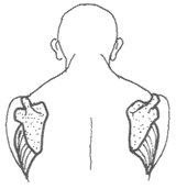 Diagram 4: The Scapulae migrate forward