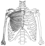 Diagram 5: Pectoral muscles (major) under normal tension