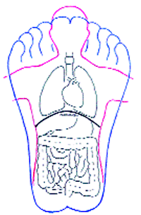 Fig1: Body-Foot Relationships