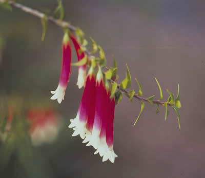 Bush Fuscia