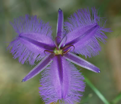 Fringed Violet