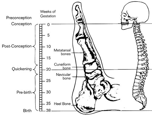 Map 1: The Metamorphic Technique. Chart of the Prenatal Pattern as formulated by Robert St. John.