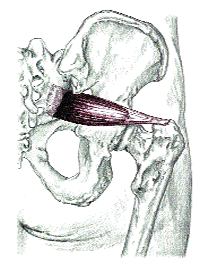 Piriformis