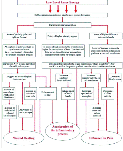 The diagram above represents the process initiated by the energy emitted from a low level laser and the physical impact of that energy (as reported by clinical study and research) as well as the potential efects resulting from the application of laser energy.