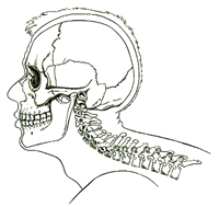 Swimming with the head back, the vertebrae are compressed.