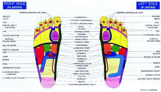 Foot reflex chart Ã¢â‚¬â€œ Gentle TouchÃ¢â€žÂ¢