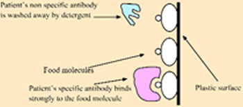 Showing how different types of antibodies react with the food molecules.