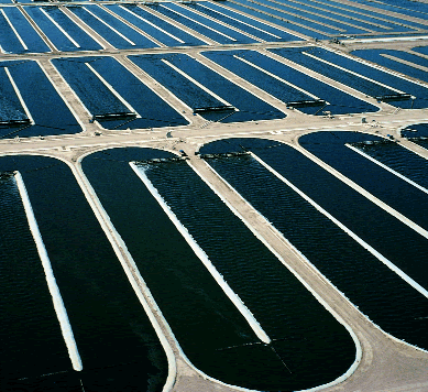 Earthrise Farms, the worldÃ¢â‚¬â„¢s largest spirulina farm in the sunny California desert