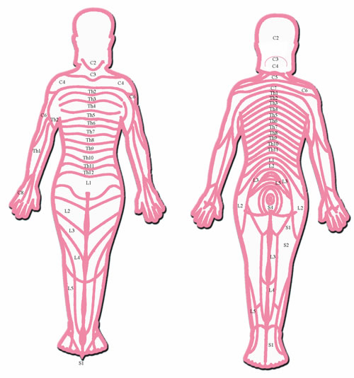 segments of spinal cord. the spinal cord segments.