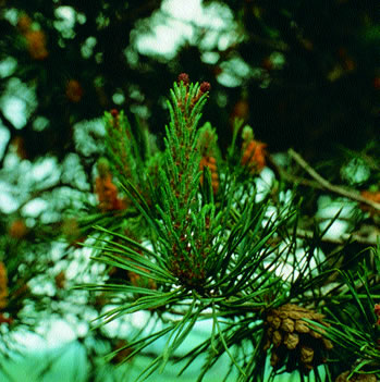 Pine: one of the 38 Flower Remedies discovered by Dr Edward Bach