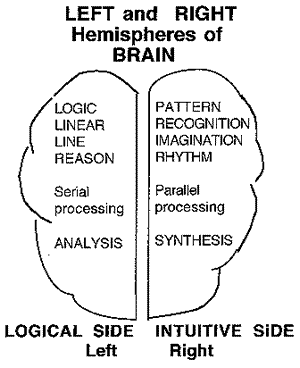 Hemispheres of Left and Right Brain