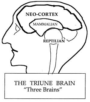 The Triune Brain