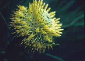 Isopogon