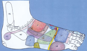 Reflexology of the foot