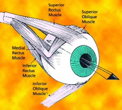 each eyeball has six surrounding eye muscles