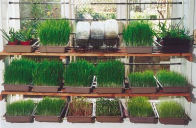 Window racks of Wheatgrass, greens and sprouts