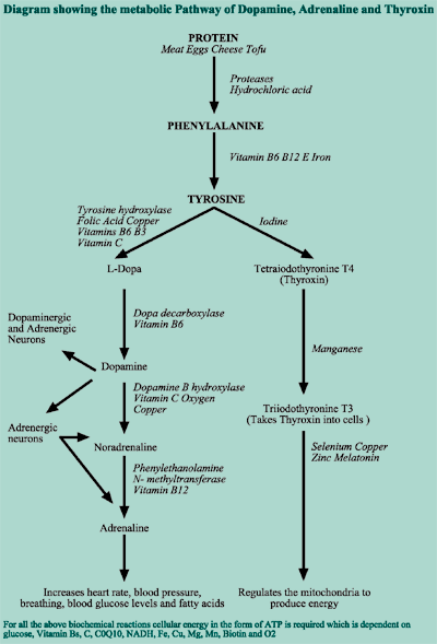 Figure 1: Diagram showing the metabolic pathways of Dopamine, Adrenaline and Thyroxin.