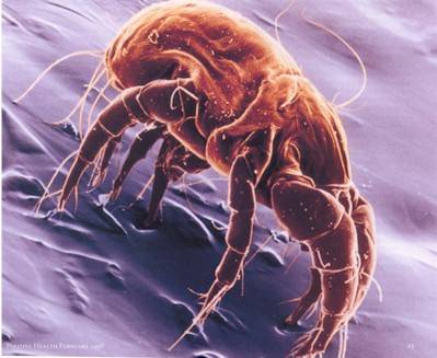 House Dust Mite