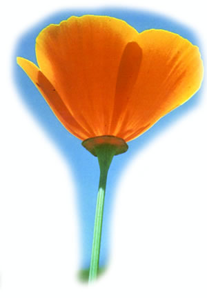 California Poppy