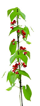 Scarlet Runner Bean