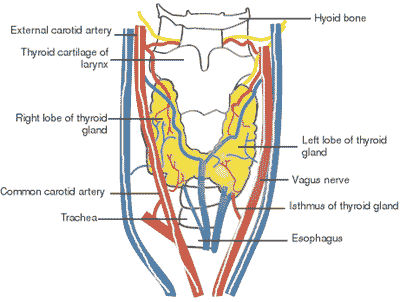 Anterior view of thyroid gland