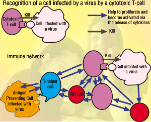 Figure 1. Normal immune response against virus infection