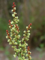 Sheep Sorrel