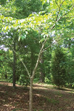 Slippery Elm