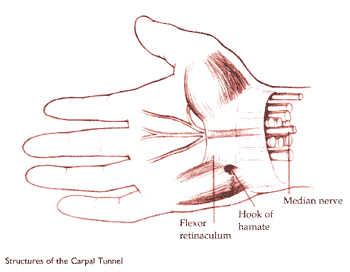 Structure of the Carpel Tunnel