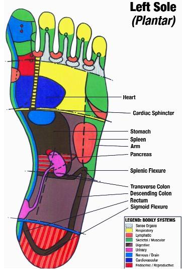 Fig 1: Reflex points of the left sole (plantar)