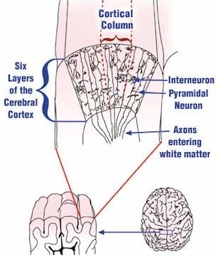 Cortical Column