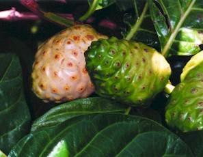 Noni fruit