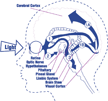 Nerve pathways from the eye to the brain go not only to the visual cortex, but also to deeper brain areas concerned with neurohormones, emotions, etc. (Source: Light Years Ahead, Brian Breiling)