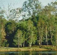 Tea trees in the natural stands