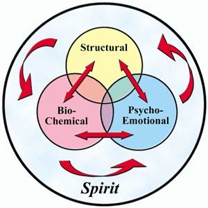 Diagram of the health model