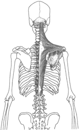 Diagram 3: Trapezius Muscle