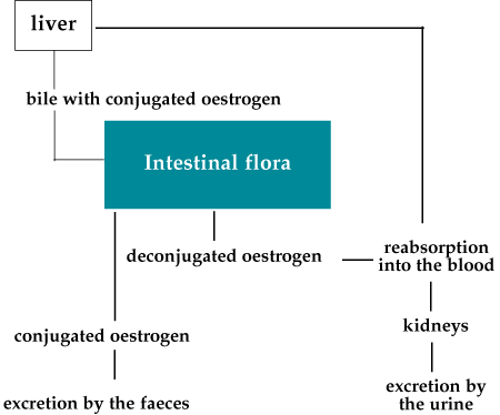 Liver chart