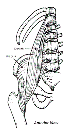 iliopsoas