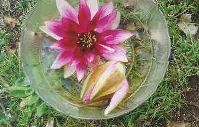 Pink Water Lilly