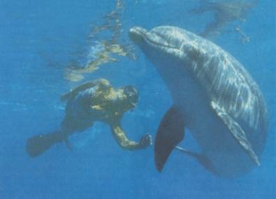 Solo swimming with Dolphin Ã‚Â© Photo by Tony Malmqvist