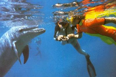 Introduction of a swimmer to one of the dolphin pod Ã‚Â© Photo by Tony Malmqvist