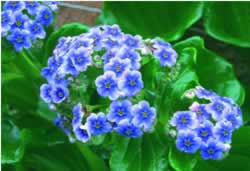 Chatham Island Forget-me-not: Finding one's place in the world. Finding joy in climbing the mountain of one's ambitions. Re-parenting oneself – issues with authority figures, rejection of parents