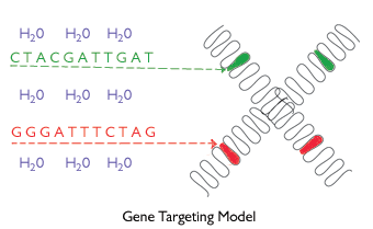Gene targeting model