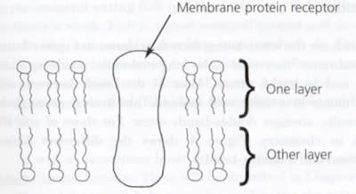 Cell Membrane Structure