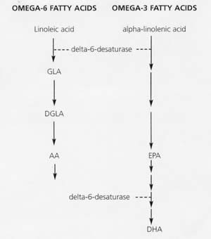 Omega 3 and 6 Fatty Acids