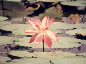 Lotus flower