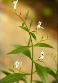 Articles/Andrographis paniculata