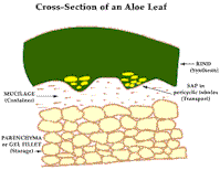 Cross-section of an aloe vera leaf