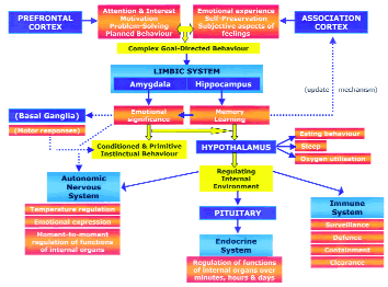 DIAGRAM 4: Experience and subjectivity: pathways for individually meaningful mind-body healing